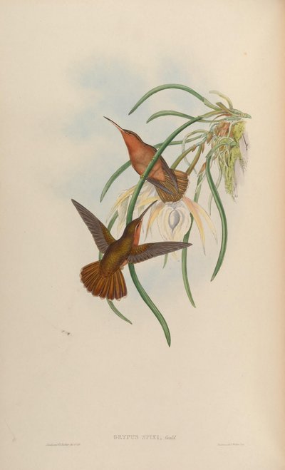 Grypus spixi - John Gould